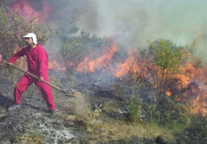 آتش بخشی از «شبه جزیره میانکاله» را در برگرفت