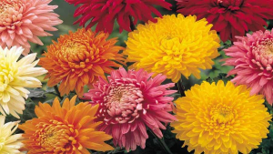 تکثیر و نگهداری گل داوودی Chrysanthemum