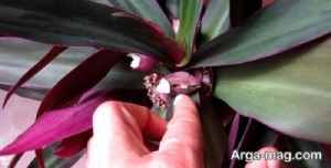 آموزش تکثیر گل زیپلین و نکاتی برای مراقبت و نگهداری از این گیاه