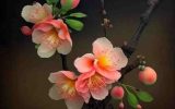 عکس پروفایل گل زیبا و جذاب ۱۴۰۳ برای انواع شبکه های اجتماعی